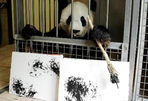 奧地利動物園內(nèi) 大熊貓&ldquo;揮毫作畫&rdquo;