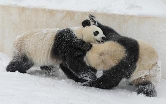 長春迎降雪 &ldquo;功夫&rdquo;大熊貓雪中撒歡