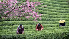 貴州余慶：搶采&ldquo;明前茶&rdquo;