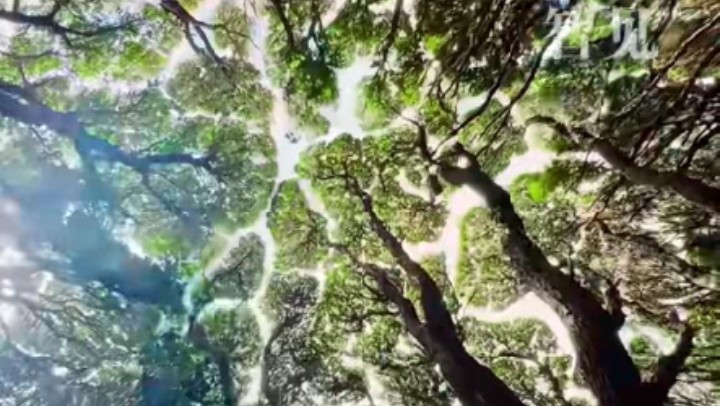 樹木為何會(huì)相互“禮讓”？