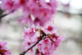 昆明:春城無處不飛花