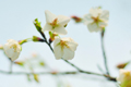 明孝陵景區(qū) 櫻花園里櫻花悄然綻放