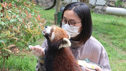 向&ldquo;萌勢力&rdquo;低頭&mdash;&mdash;90后小熊貓&ldquo;家長&rdquo;的飼養(yǎng)日常