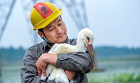 &ldquo;鳥(niǎo)爸&rdquo;鄭青松：從拆巢人變護(hù)鳥(niǎo)人