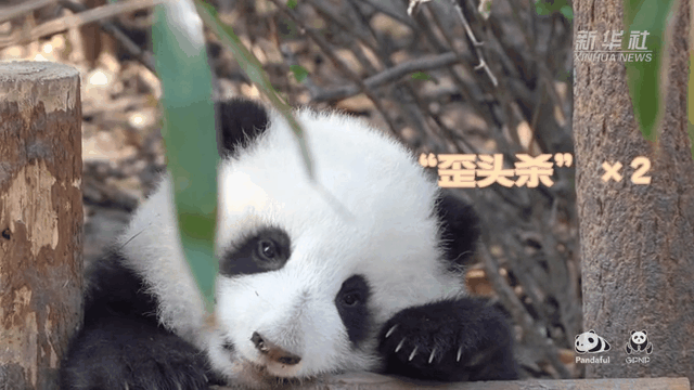 請注意，前方有滾滾發(fā)起近距離&ldquo;歪頭殺&rdquo;
