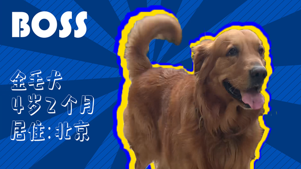 有效拴繩&科學遛狗&mdash;&mdash;如何文明養(yǎng)犬？&ldquo;撿屎官&rdquo;們快看過來！