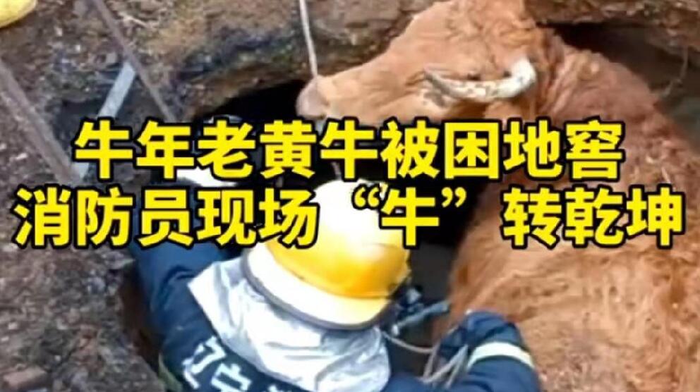 牛年老黃牛被困地窖，消防員現(xiàn)場&ldquo;牛&rdquo;轉(zhuǎn)乾坤！