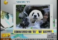 中國租借給馬來西亞大熊貓&ldquo;鳳儀&rdquo;&ldquo;福娃&rdquo;抵達(dá)馬來西亞