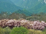 杜鵑綻放