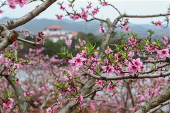 &ldquo;桃花故里&rdquo;賞桃花