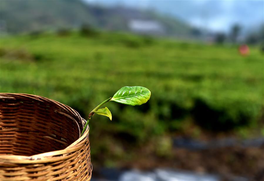 西藏墨脫：茶業(yè)變成致富&ldquo;金葉&rdquo;